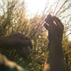 Manuka Oil