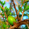 Argan Oil (Argania Spinosa L.)