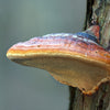 Reishi Mushroom