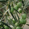 Olive Leaf Extract (Olea Europaea)
