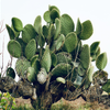 Nopal Cactus