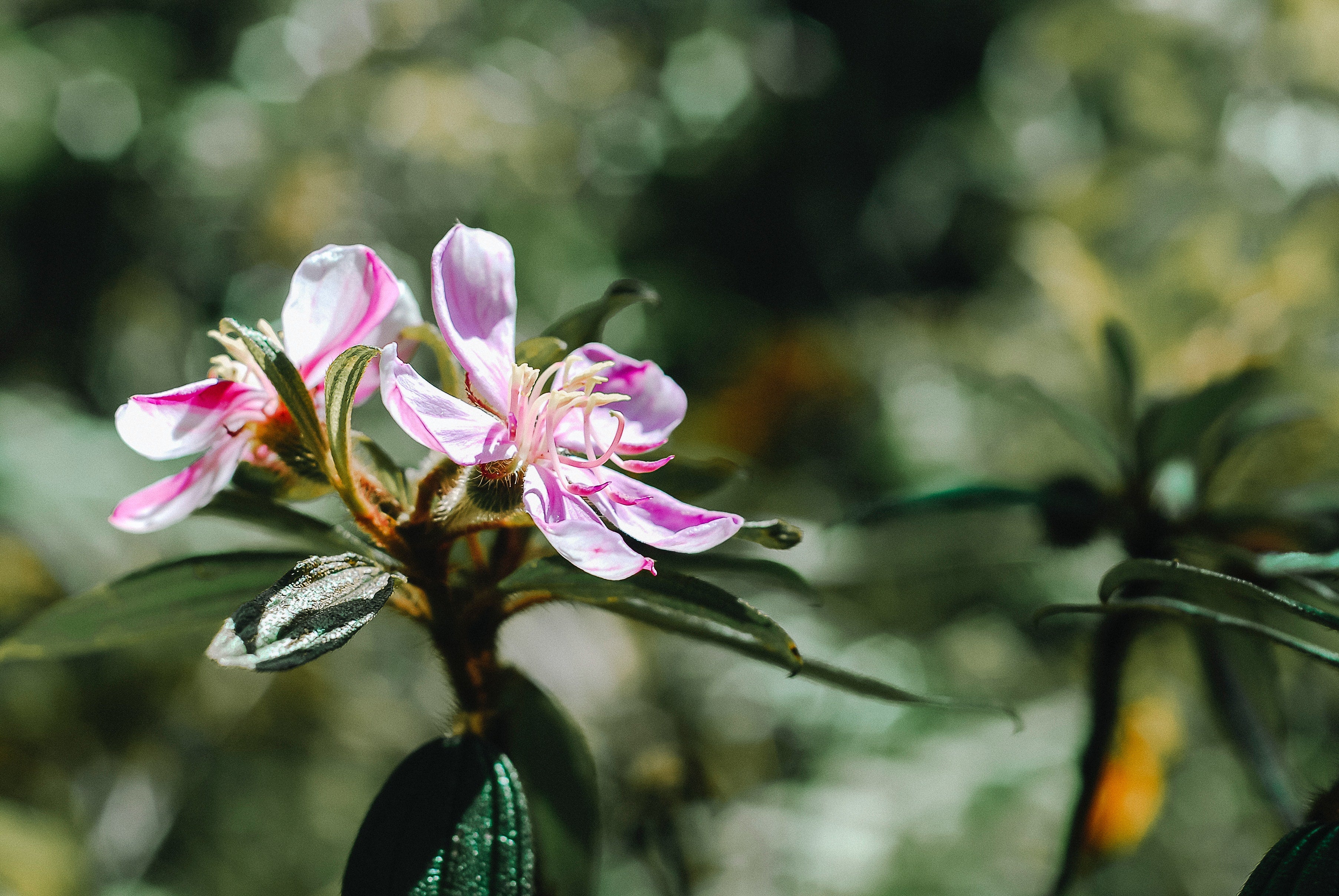 Peruvian Myrtle - Beautyologie