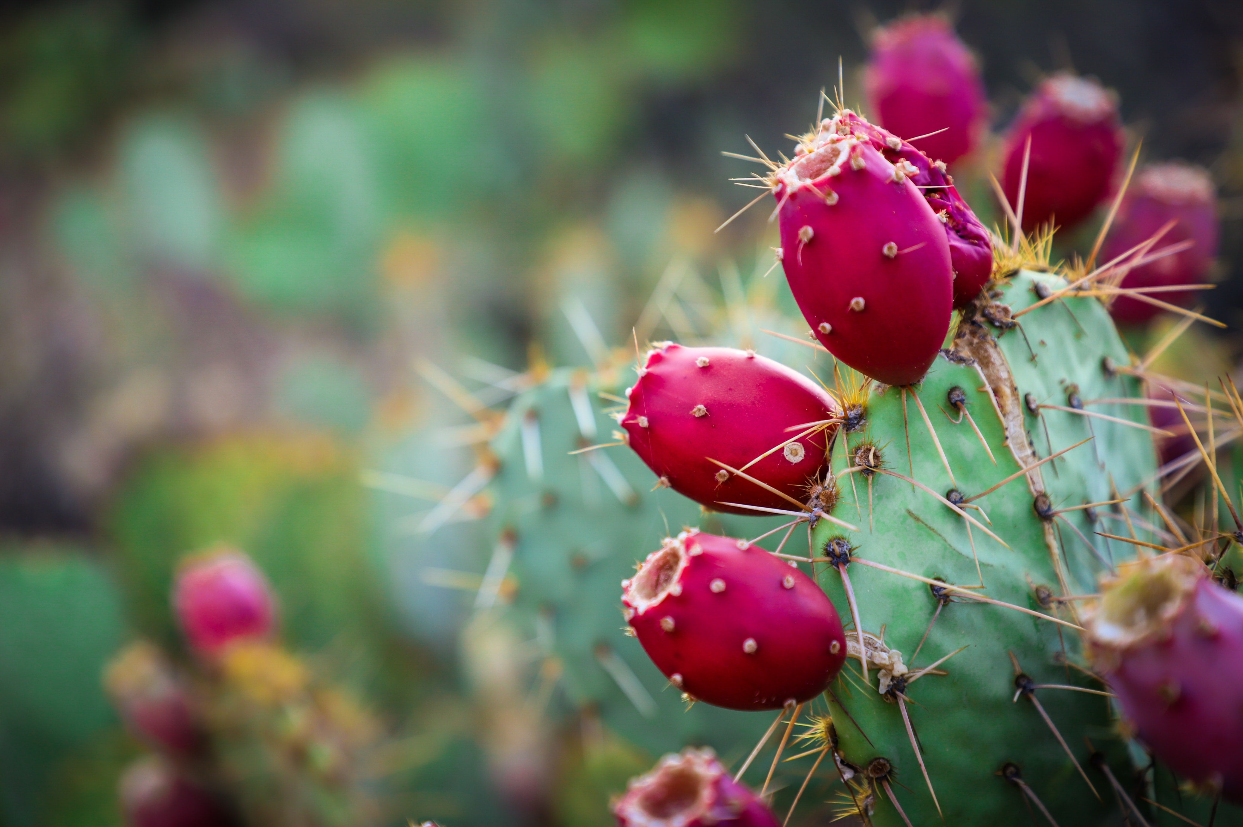 Prickly Pear Cactus Seed Oil in Skincare