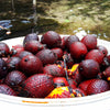 Wild Buriti Oil (Mauritia Flexuosa Fruit Oil)
