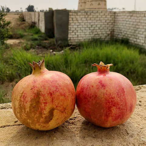 Pomegranates