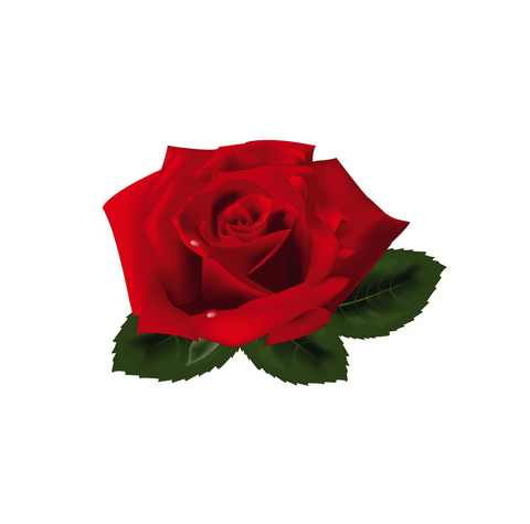 Rose Floral Water