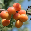 Apricot Oil from India