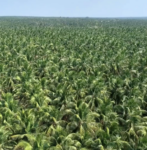 Woo Pineapple + Coconut Oil